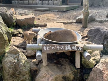 伊豆シャボテン動物公園に投稿された画像（2022/4/23）