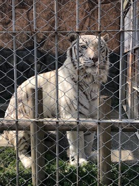 東武動物公園に投稿された画像（2022/5/9）