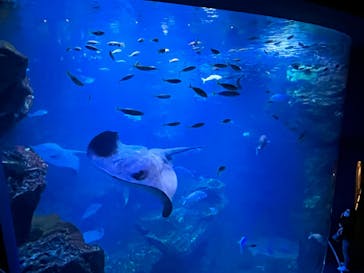 京都水族館に投稿された画像（2022/5/9）