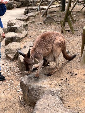 伊豆シャボテン動物公園に投稿された画像（2022/5/9）