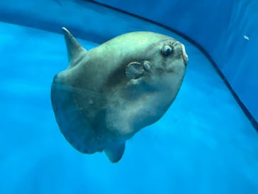 アクアワールド茨城県大洗水族館に投稿された画像（2022/5/9）