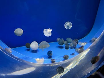 アクアワールド茨城県大洗水族館に投稿された画像（2022/5/9）