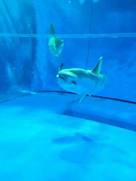 アクアワールド茨城県大洗水族館に投稿された画像（2022/5/9）