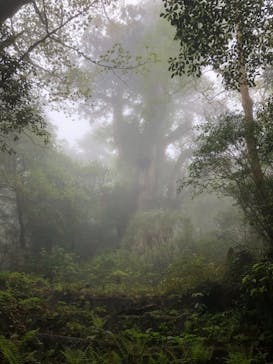屋久島ガイド21EC-Kに投稿された画像（2022/5/9）