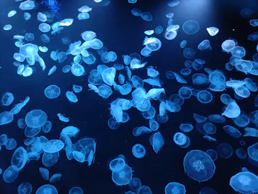 すみだ水族館に投稿された画像（2022/5/9）