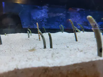 すみだ水族館に投稿された画像（2022/5/9）