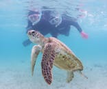 アマミエンシスに投稿された画像（2022/5/9）