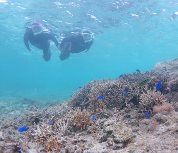 アマミエンシスに投稿された画像（2022/5/9）