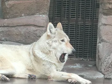 天王寺動物園に投稿された画像（2022/5/9）