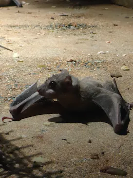天王寺動物園に投稿された画像（2022/5/9）