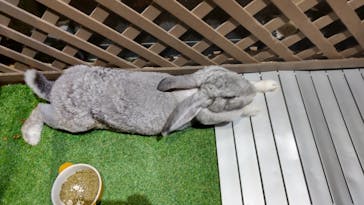 Moff animal world MARK IS みなとみらい店に投稿された画像（2022/5/9）