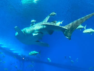 沖縄美ら海水族館に投稿された画像（2022/5/9）