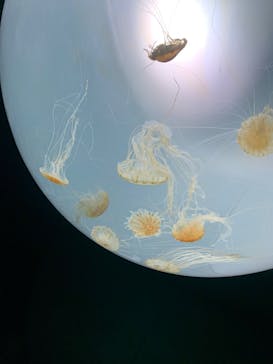 サンシャイン水族館に投稿された画像（2022/5/10）