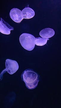 サンシャイン水族館に投稿された画像（2022/5/10）