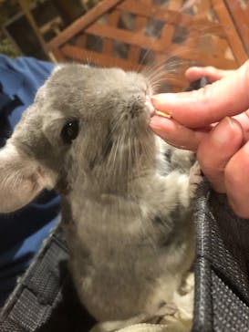 Moff animal world MARK IS みなとみらい店に投稿された画像（2022/5/10）