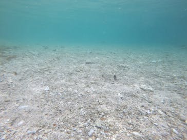 武藤潜水に投稿された画像（2022/5/10）