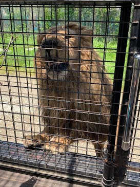 那須サファリパークに投稿された画像（2022/5/10）