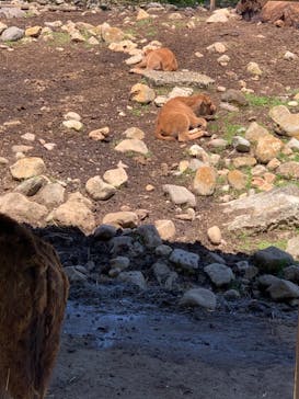 那須サファリパークに投稿された画像（2022/5/10）