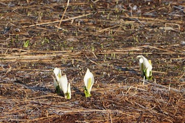 横手山・渋峠スキー場に投稿された画像（2022/5/10）