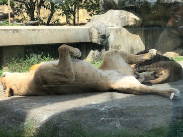 東武動物公園に投稿された画像（2022/5/10）