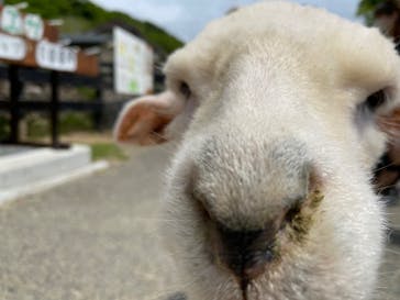 淡路ファームパーク イングランドの丘に投稿された画像（2022/5/10）