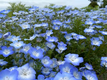 淡路ファームパーク イングランドの丘に投稿された画像（2022/5/10）