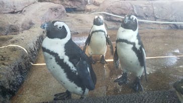 京都水族館に投稿された画像（2022/5/10）