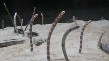 京都水族館に投稿された画像（2022/5/10）
