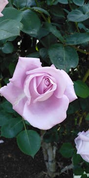 鳩山会館に投稿された画像（2022/5/10）