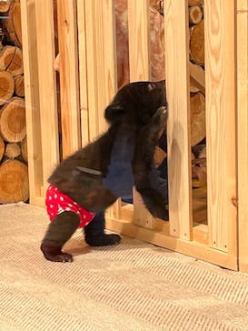 奥飛騨クマ牧場に投稿された画像（2022/5/10）