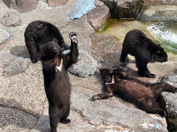 奥飛騨クマ牧場に投稿された画像（2022/5/10）