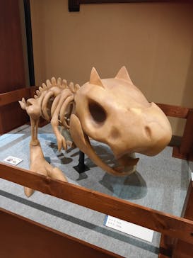 国立科学博物館　特別企画展「ポケモン化石博物館」に投稿された画像（2022/5/10）