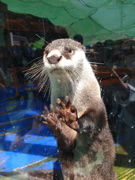 ゼロ距離水族館 伊勢シーパラダイスに投稿された画像（2022/5/10）