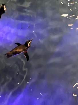 すみだ水族館に投稿された画像（2022/5/10）