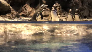 すみだ水族館に投稿された画像（2022/5/10）