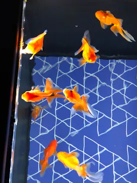 すみだ水族館に投稿された画像（2022/5/10）