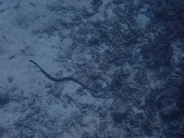 石垣島 ADVENTURE PiPi（イシガキジマアドベンチャーピピ）に投稿された画像（2022/5/10）