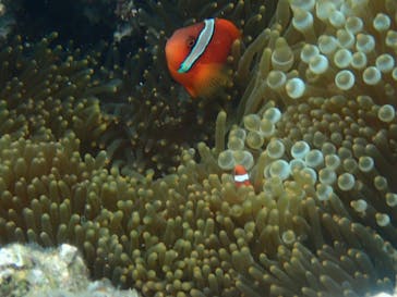 石垣島 ADVENTURE PiPi（イシガキジマアドベンチャーピピ）に投稿された画像（2022/5/10）