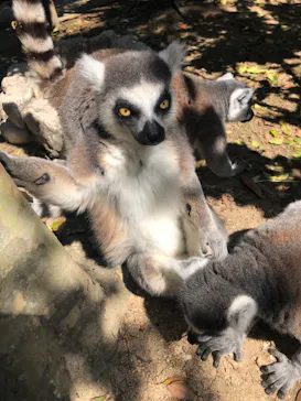 神戸どうぶつ王国に投稿された画像（2022/5/10）