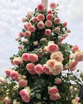 ひらかたパークに投稿された画像（2022/5/10）