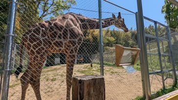 しろとり動物園に投稿された画像（2022/5/4）