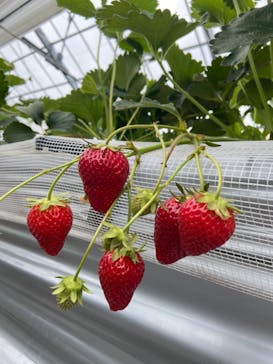 いのさんの観光農園に投稿された画像（2022/5/11）