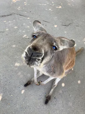 神戸どうぶつ王国に投稿された画像（2022/5/11）