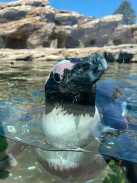 神戸どうぶつ王国に投稿された画像（2022/5/11）