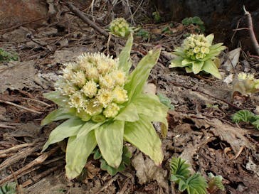 横手山・渋峠スキー場に投稿された画像（2022/5/11）