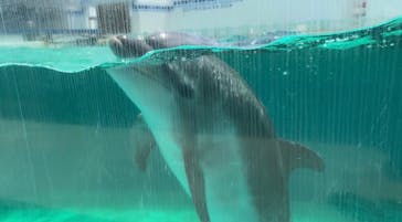 しながわ水族館に投稿された画像（2022/5/11）
