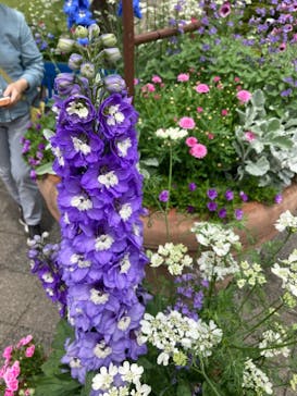 安城産業文化公園デンパークに投稿された画像（2022/5/11）