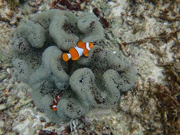 石垣島 ADVENTURE PiPi（イシガキジマアドベンチャーピピ）に投稿された画像（2022/5/11）