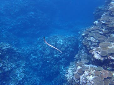 石垣島 ADVENTURE PiPi（イシガキジマアドベンチャーピピ）に投稿された画像（2022/5/11）