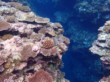 石垣島 ADVENTURE PiPi（イシガキジマアドベンチャーピピ）に投稿された画像（2022/5/11）